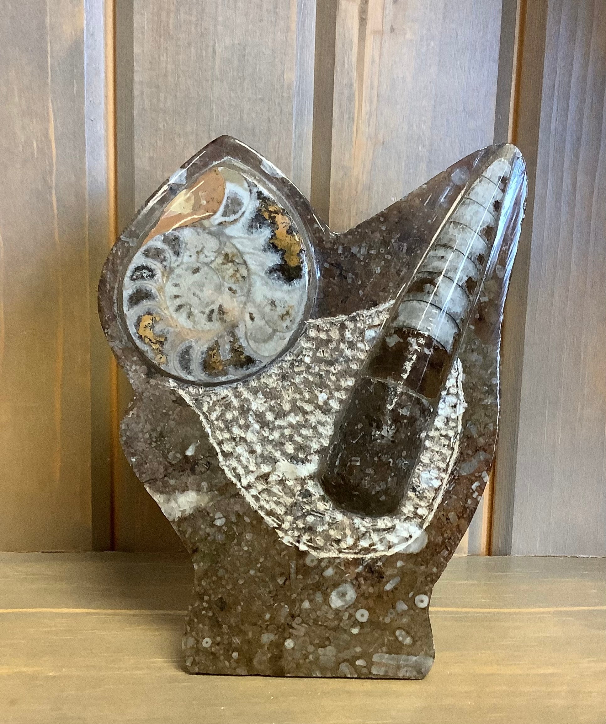 Ammonite Orthoceras - Lighten Up Shop