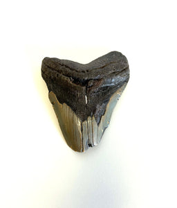 Megalodon Tooth