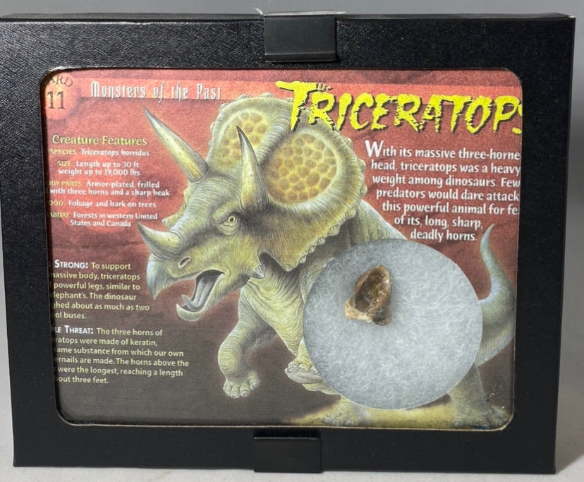 Triceratops Tooth - Lighten Up Shop