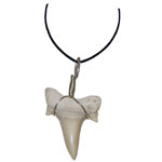 Shark Tooth Necklace - Lighten Up Shop