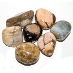 Petrified Wood Loose Tumbled - Lighten Up Shop